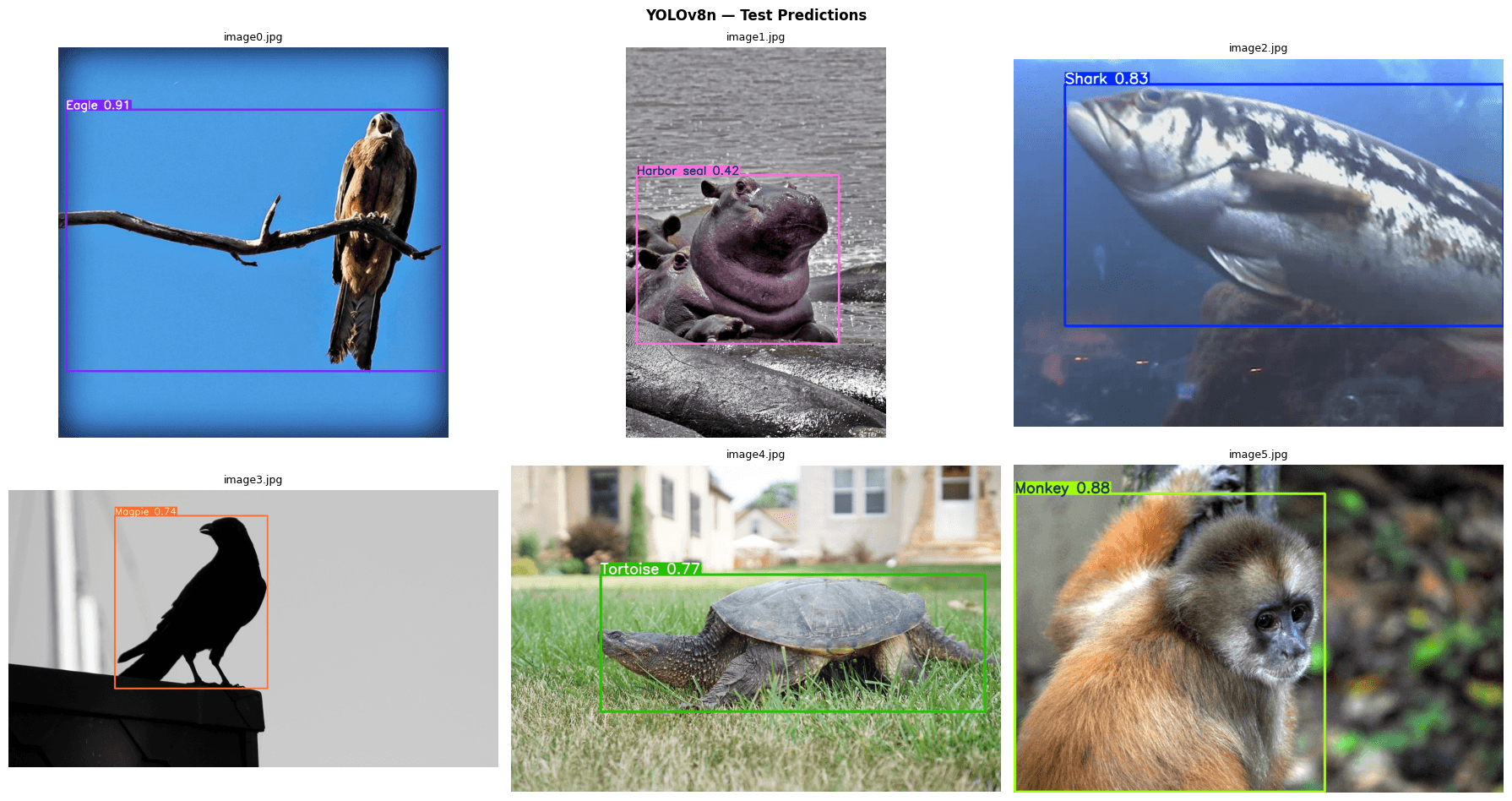 Inference result — Tiger (0.967) and other high-confidence detections