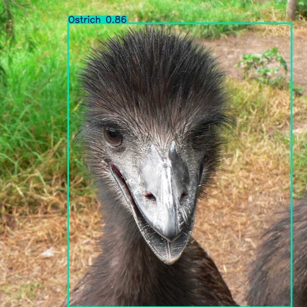Detection inference — high-confidence animal detections